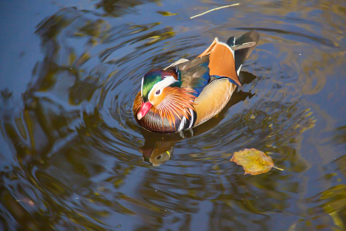 A Mandarin in Christchurch Park - Richard Mason